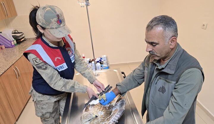 Şanlıurfa’da yaralı bulunan kartal tedavi altına alındı