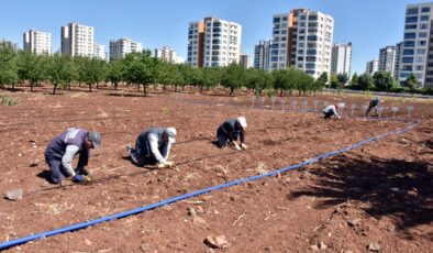 Yerel tohum için fideler toprakla buluştu