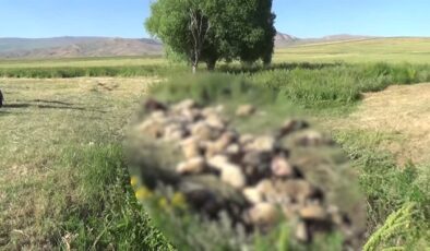 Birbirini ezen yaklaşık 150 koyun telef oldu