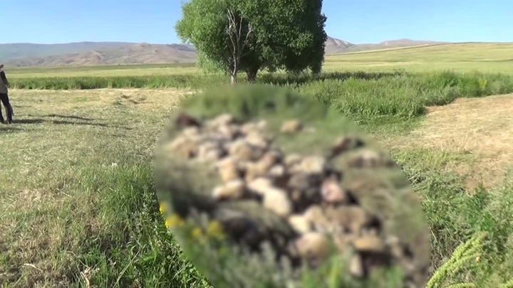 Birbirini ezen yaklaşık 150 koyun telef oldu