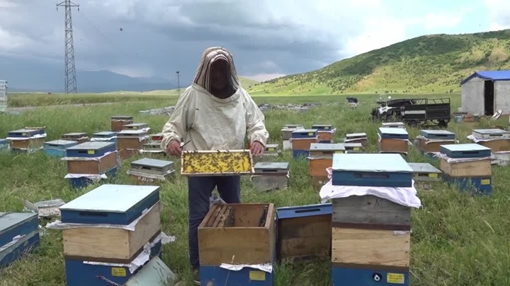 Muş Ovası’na farklı illerden 507 arıcı geldi