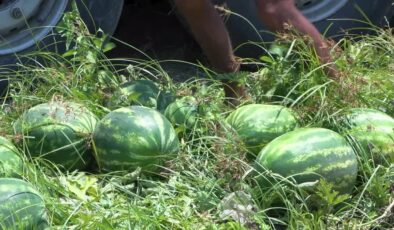 Adana karpuzunun kilogram fiyatı tarlada 7 liraya düştü