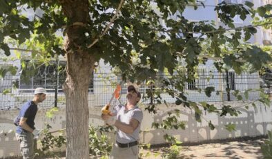 Bağlar’da Ağaçlara Özenli Bakım