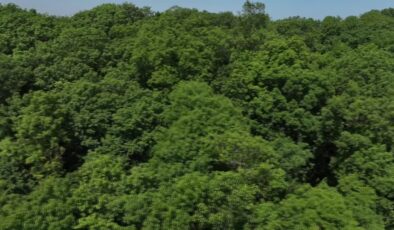 121 hektarlık orman yalnızca bilimsel çalışmalara açık