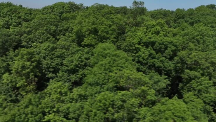 121 hektarlık orman yalnızca bilimsel çalışmalara açık