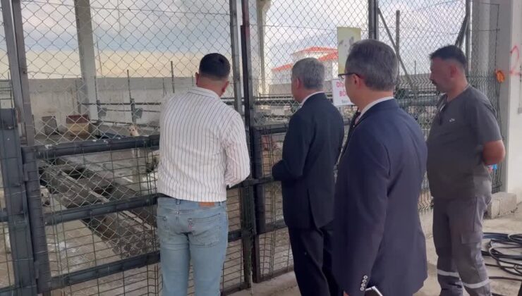 Çiplendirilen 2 bin 500 sahipsiz köpeğe kuduz aşısı yapıldı