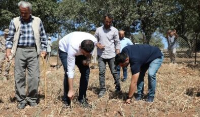 Doğal yollarla yetişen tescilli sarımsakta ilk hasat sevinci