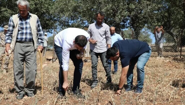 Doğal yollarla yetişen tescilli sarımsakta ilk hasat sevinci