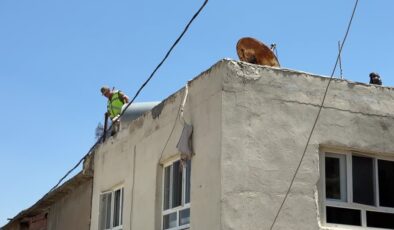 Elektrik akımına kapılan çift hayatını kaybetti