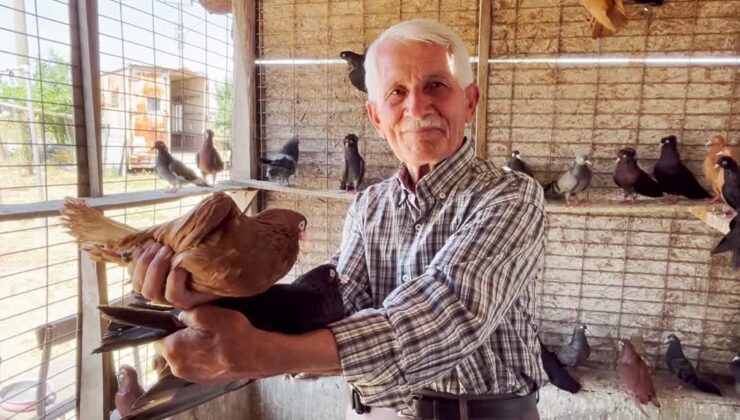 Hayatını güvercinlerine adadı: 80 yaşında bir sevda hikâyesi