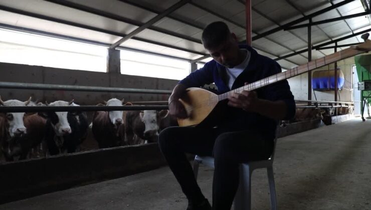 Hayvanları için saz çalıp türkü seslendiriyor
