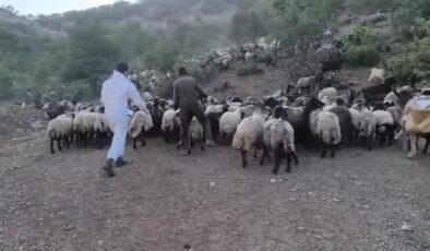 Şırnak’ta göçerlere mobil veteriner hizmeti