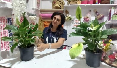 Yaz Aylarında Çiçek Bakımı ,Uzmanından Hayati Tüyolar
