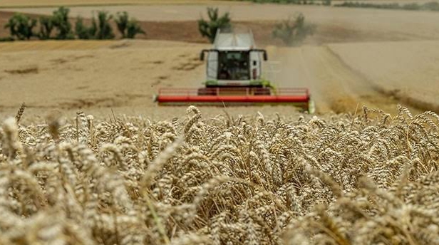 2025 buğday alım fiyatları belli oldu