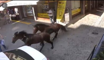Diyarbakır Sur’da İki At Ortalığı Birbirine Kattı