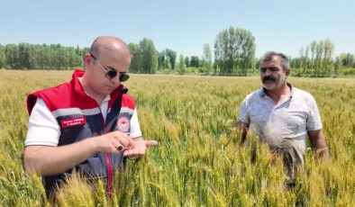 Iğdır Ovası’nda “Taner” buğdayı yüksek verimiyle yüz güldürdü