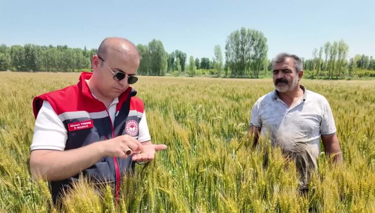 Iğdır Ovası’nda “Taner” buğdayı yüksek verimiyle yüz güldürdü