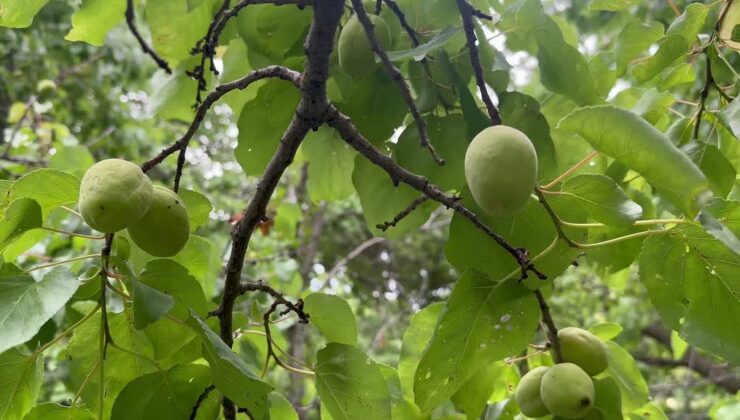 Iğdır’da kayısı rekoltesinin yağışların etkisiyle 5 bin ton artması bekleniyor
