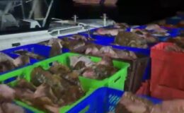 Kaçak avlanan 6 ton kalkan balığı ele geçirildi