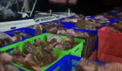 Kaçak avlanan 6 ton kalkan balığı ele geçirildi
