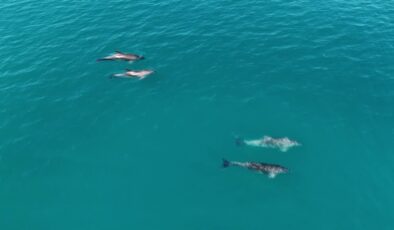 Karadeniz’de sürü halinde dolaşan yunuslar dronla görüntülendi