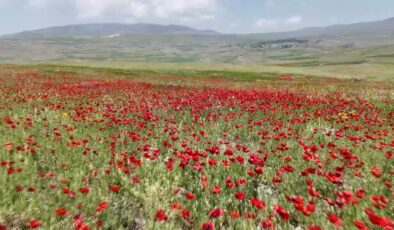 Kars’ta meralar ve yaylalar gelinciklerle renklendi