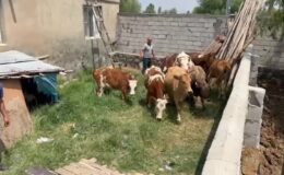 Kars ve Iğdır’da hayvan hırsızlarına operasyon düzenlendi