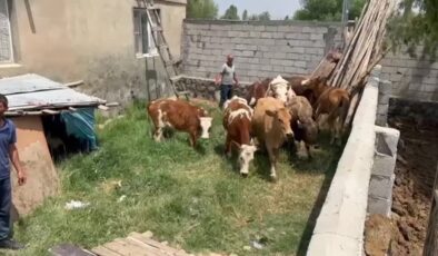 Kars ve Iğdır’da hayvan hırsızlarına operasyon düzenlendi