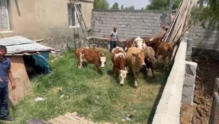 Kars ve Iğdır’da hayvan hırsızlarına operasyon düzenlendi