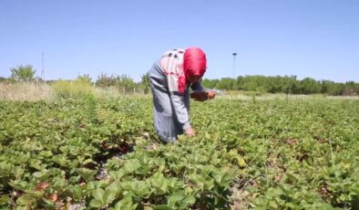 Gazete kupüründen doğan çilek hayali gerçeğe dönüştü