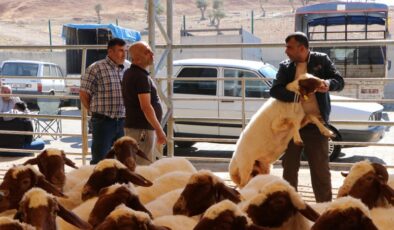 Kilis’teki hayvan pazarında kurbanlıklar alıcılarını bekliyor
