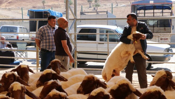 Kilis’teki hayvan pazarında kurbanlıklar alıcılarını bekliyor