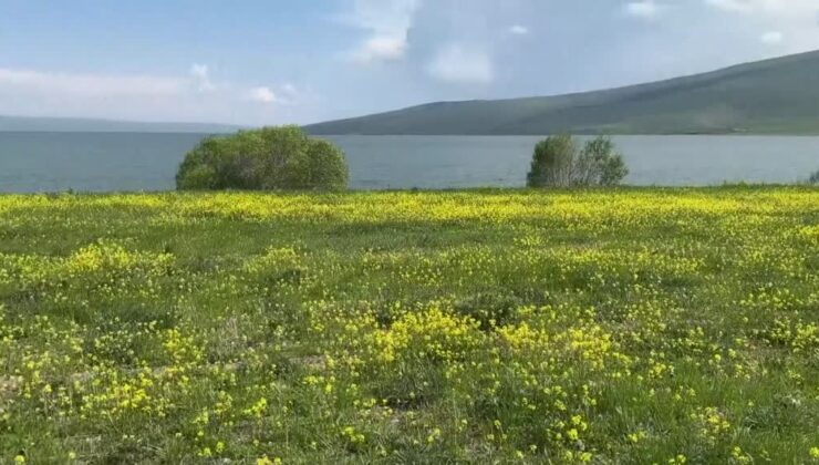 Kışın buz tutan Çıldır Gölü’nün çevresi çiçeklerle kaplandı