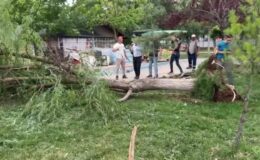 Kuvvetli rüzgar nedeniyle devrilen ağacın altında kalan 2 kişi yaralandı