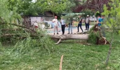 Kuvvetli rüzgar nedeniyle devrilen ağacın altında kalan 2 kişi yaralandı