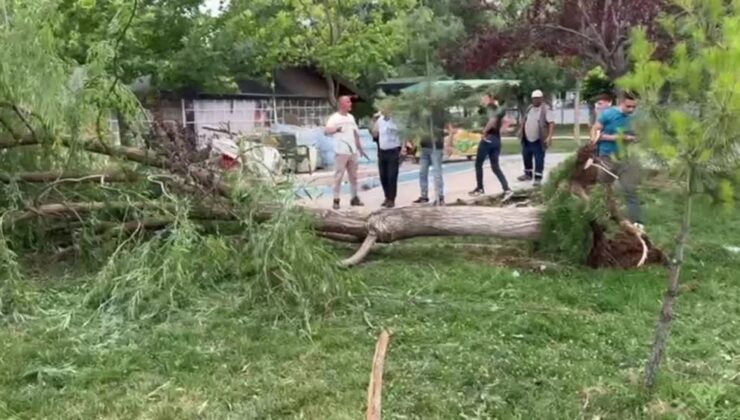 Kuvvetli rüzgar nedeniyle devrilen ağacın altında kalan 2 kişi yaralandı