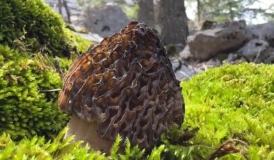 Kuzugöbeği dağlarda lezzet avı başlattı