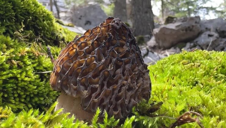 Kuzugöbeği dağlarda lezzet avı başlattı