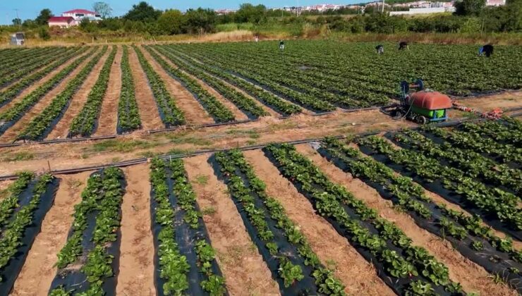 Mühendislikten organik tarıma geçip çilek tarlası kurdu