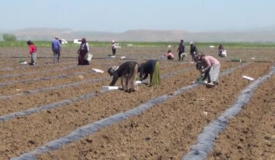Karpuzun bereketi Muş Ovası’nda toprağa indirildi