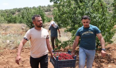 Napolyon kirazı doğal tadıyla Türkiye’nin gözdesi oldu
