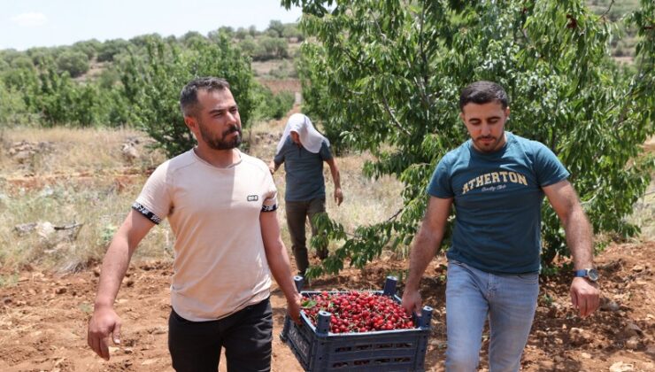 Napolyon kirazı doğal tadıyla Türkiye’nin gözdesi oldu