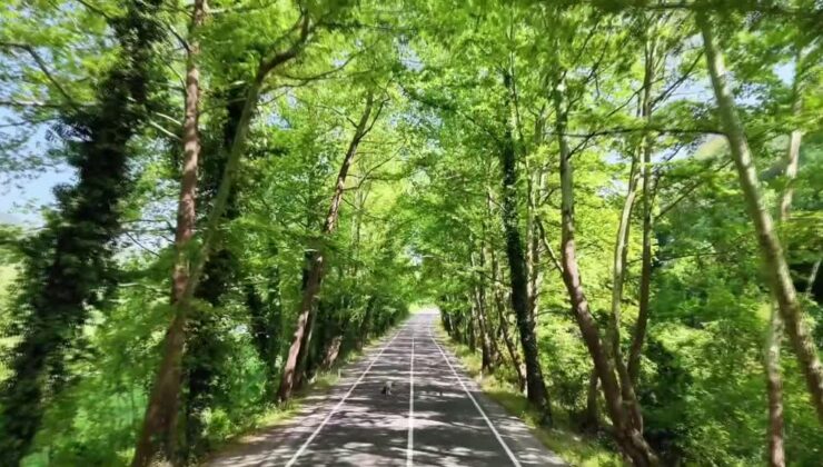 Safranbolu’nun ağaç tünelli yolları