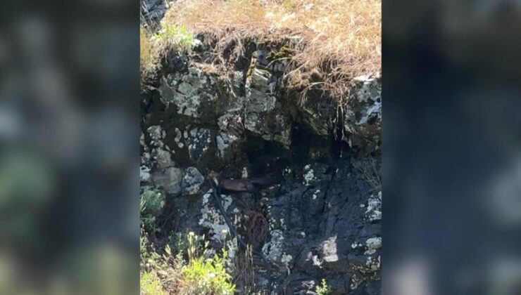 Sansarın yılanla kayalıklara tırmandığı anlar kaydedildi