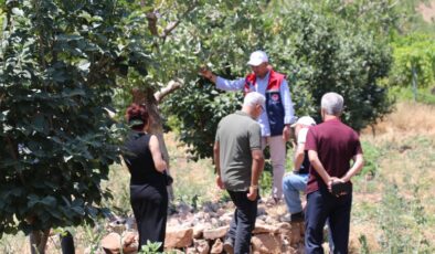 Siirt’te Trabzon hurması üretimi ilk meyvesini veriyor