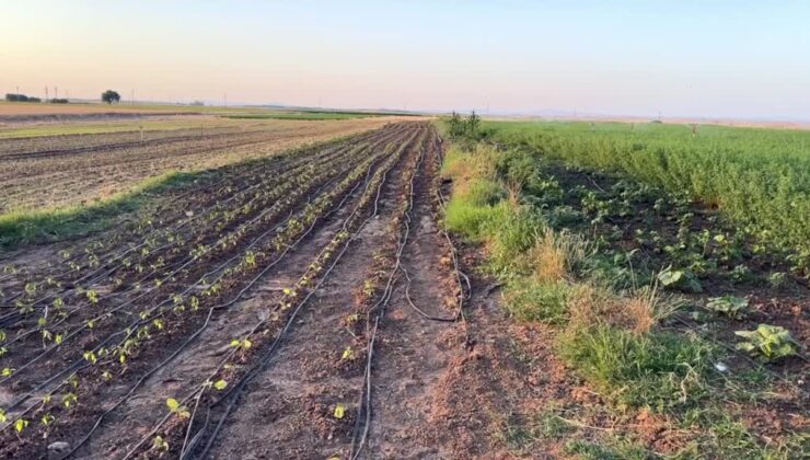Sulama yatırımlarıyla ikinci ürün dönemi başladı