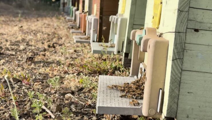 Tescilli kestane balı üretimine başlayan arıcılar, bereketli sezon geçirmeyi umuyor