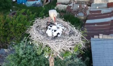 Van’da yuva kuran leyleklerin 4 yavrusuna isim aranıyor