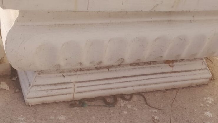 Organize Sanayi Bölgesi Yılan Kaynıyor