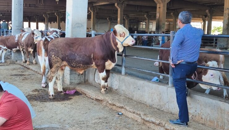 Diyarbakır’da Kurban Pazarlığı Başladı: Hayvan Pazarlarında Yoğunluk Yaşanıyor